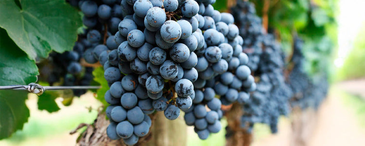 Malbec
