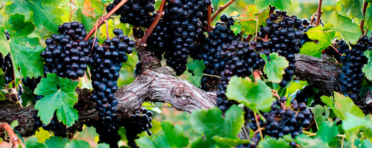 Petit Verdot