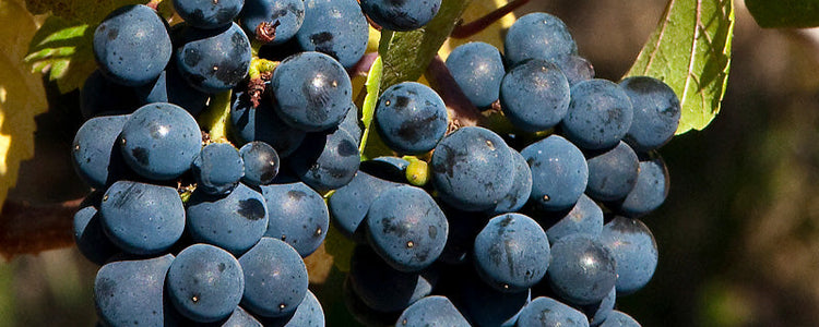 Pinot Noir