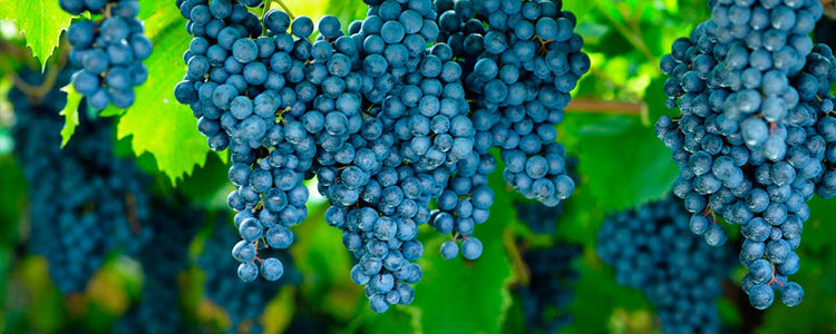 Syrah