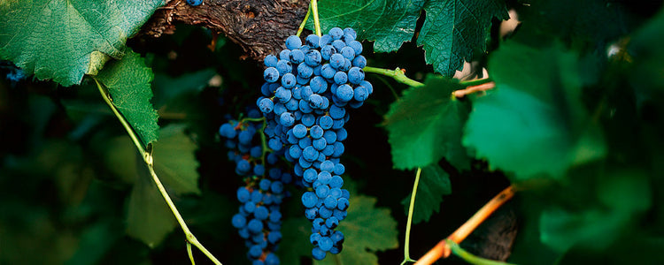 Merlot