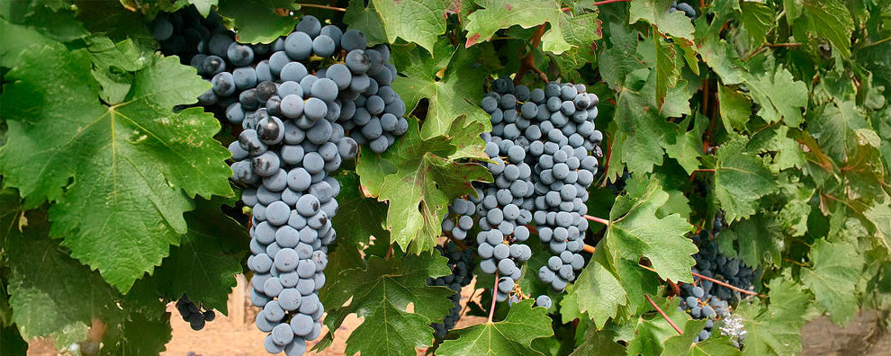 Cabernet