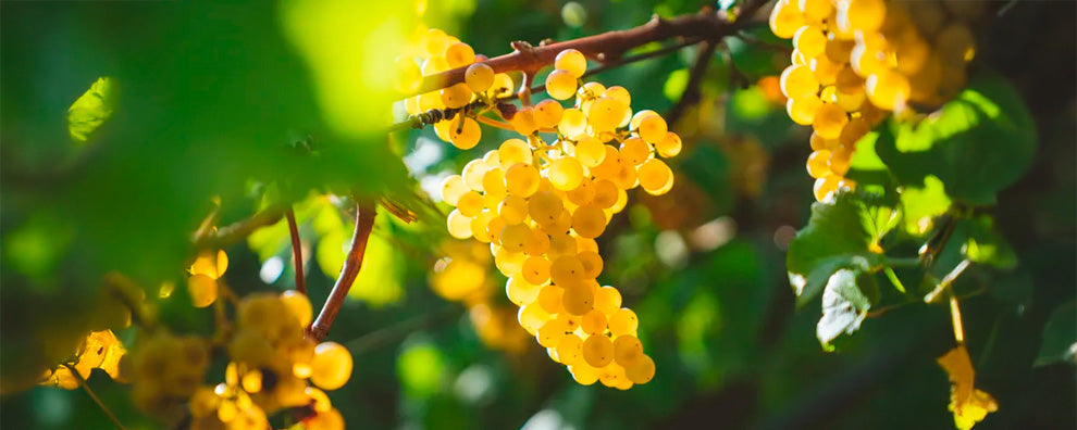 Chardonnay