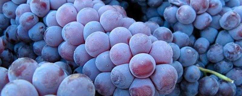 Nebbiolo