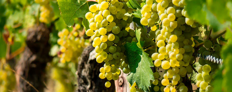 Sauvignon Blanc